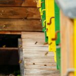 Intellibee - Finding ideal bee forage areas using EO